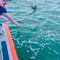 VIDEO: Rescatan a perrita que luchaba por sobrevivir en medio del mar