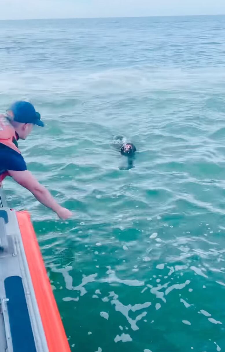 Rescate de perrita en el mar