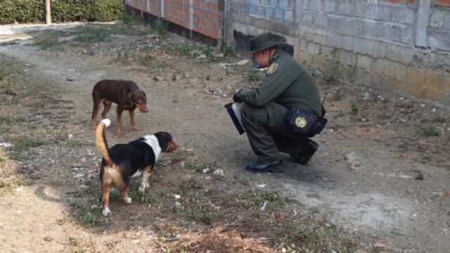 Policías alimentan perros en cuarentena