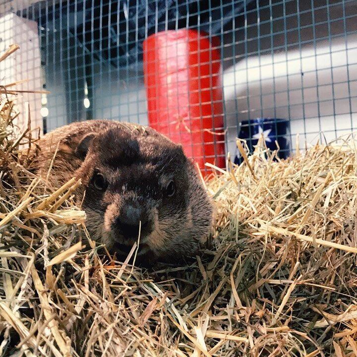 Marmota Milltown Mel