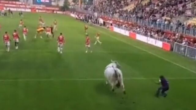 Un gran toro interrumpió un juego de rugby en la liga de Francia.