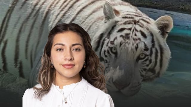 Alcaldesa de Tepetlaoxtoc afirma que tigre de Bengala fue capturado vivo