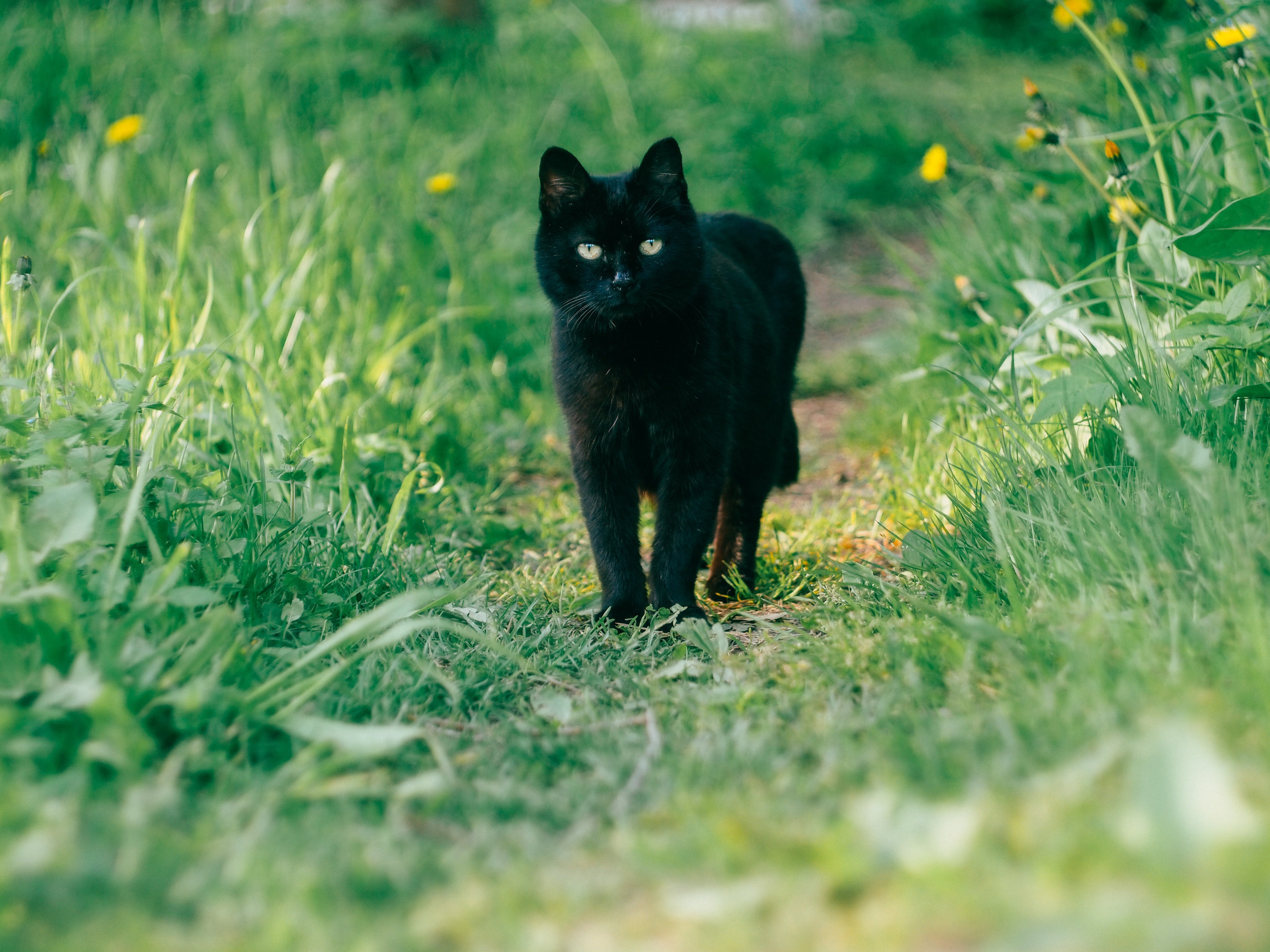 Gato negro
