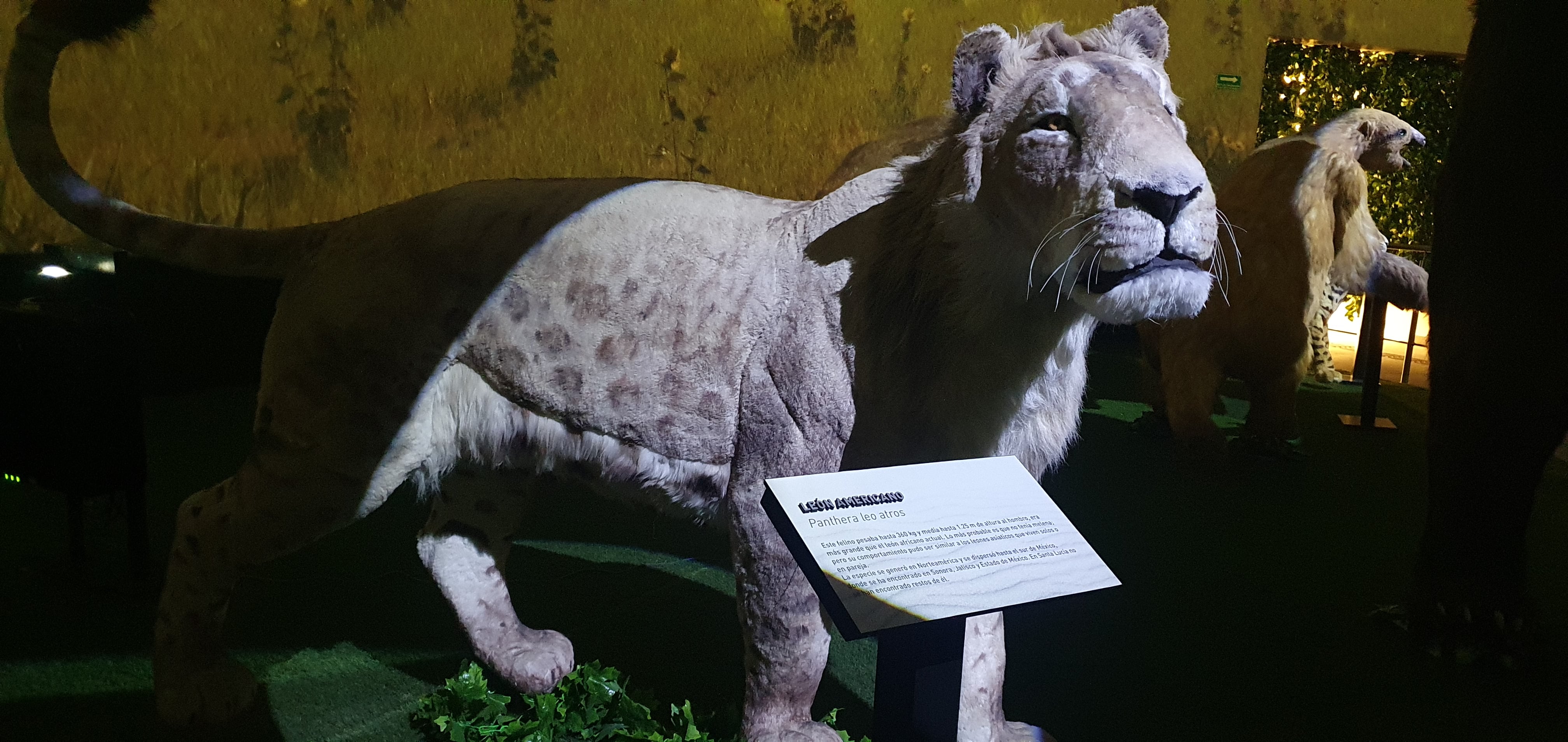 León sin melena en el museo del mamut
