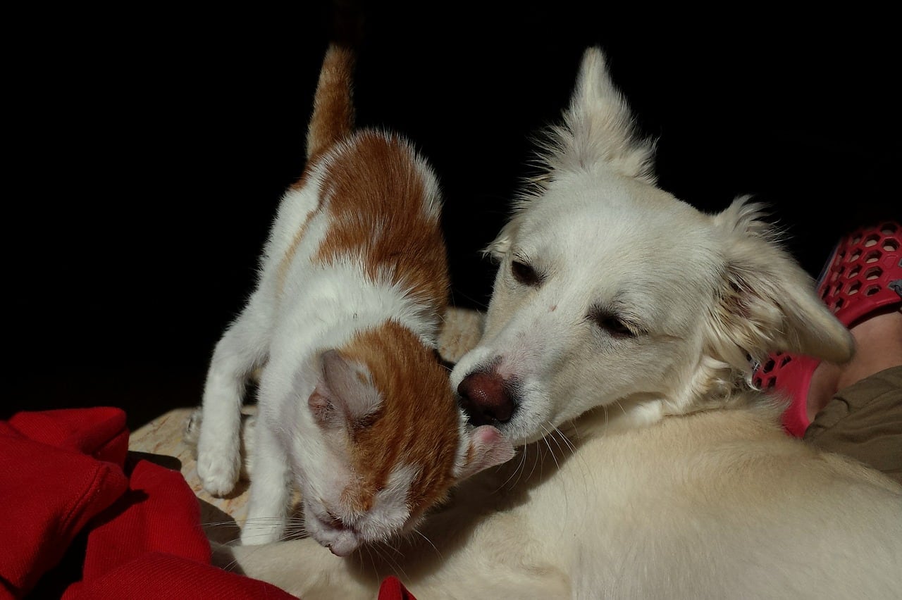 Perro y gato