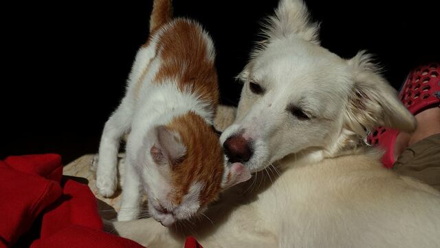 Perro y gato