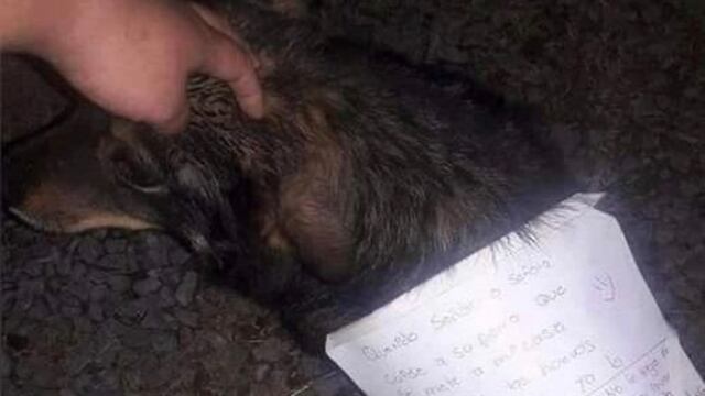 Perro se fue de vago, lo acusan