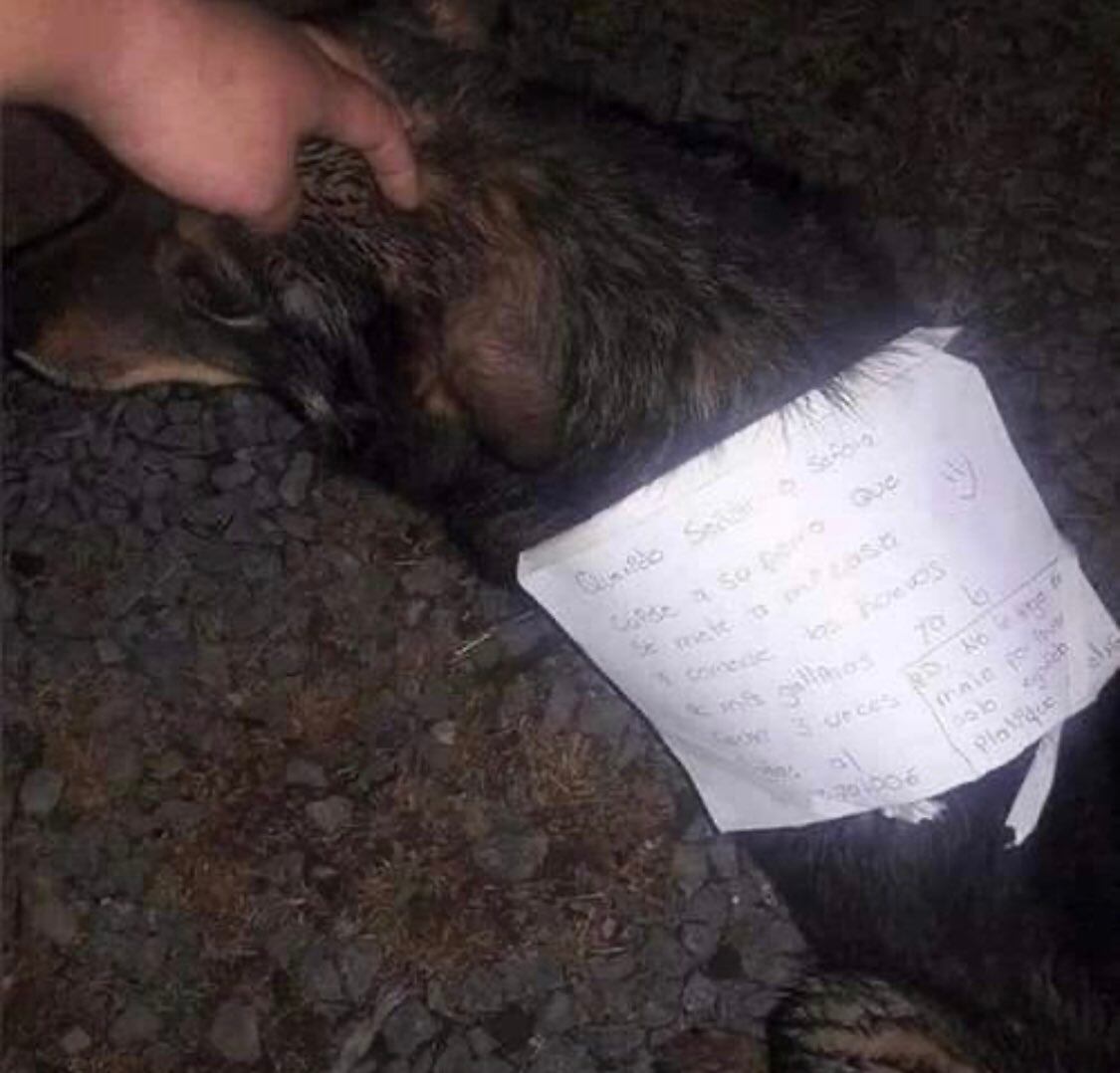 Perro se fue de vago, lo acusan
