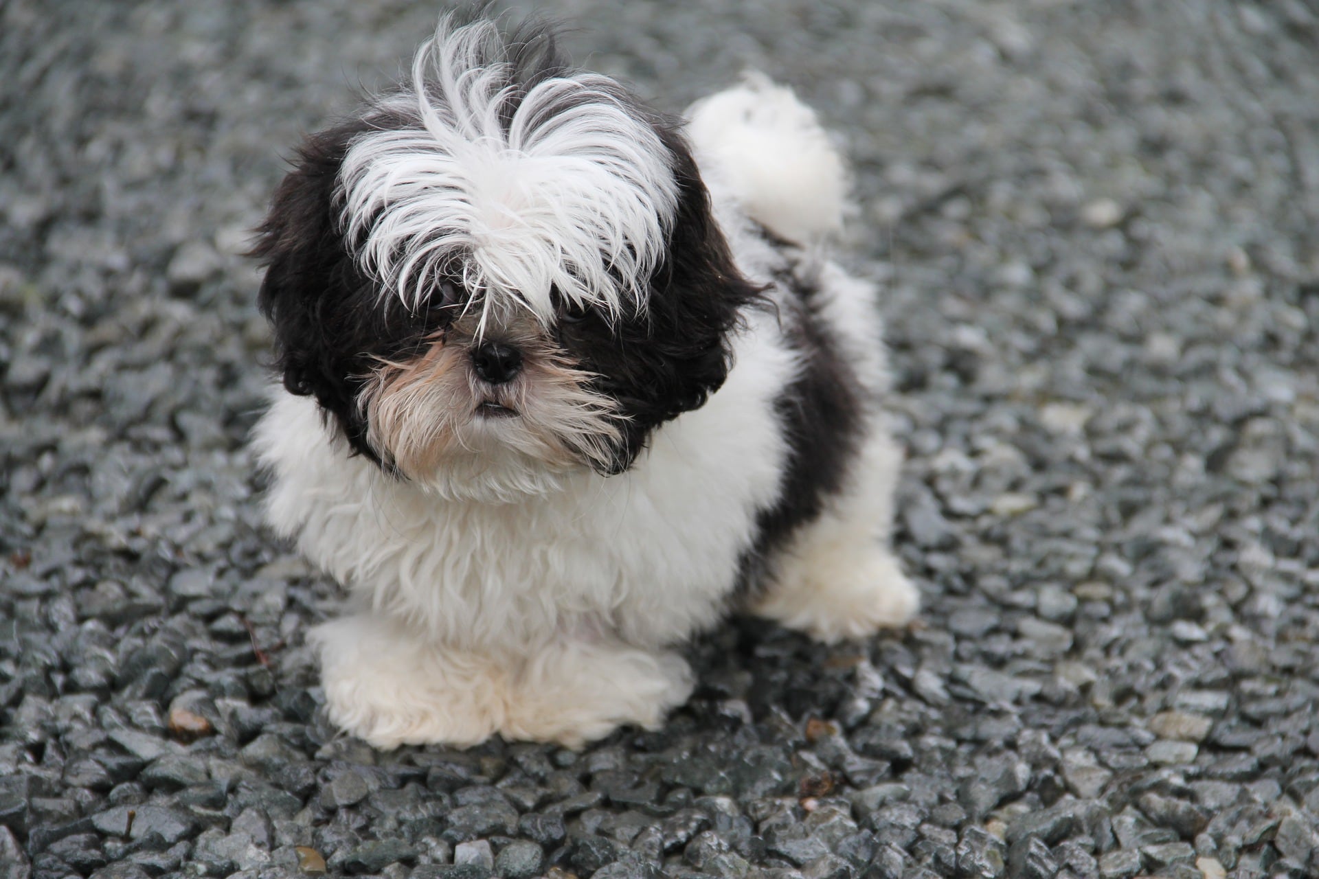 Perro Shih Tzu