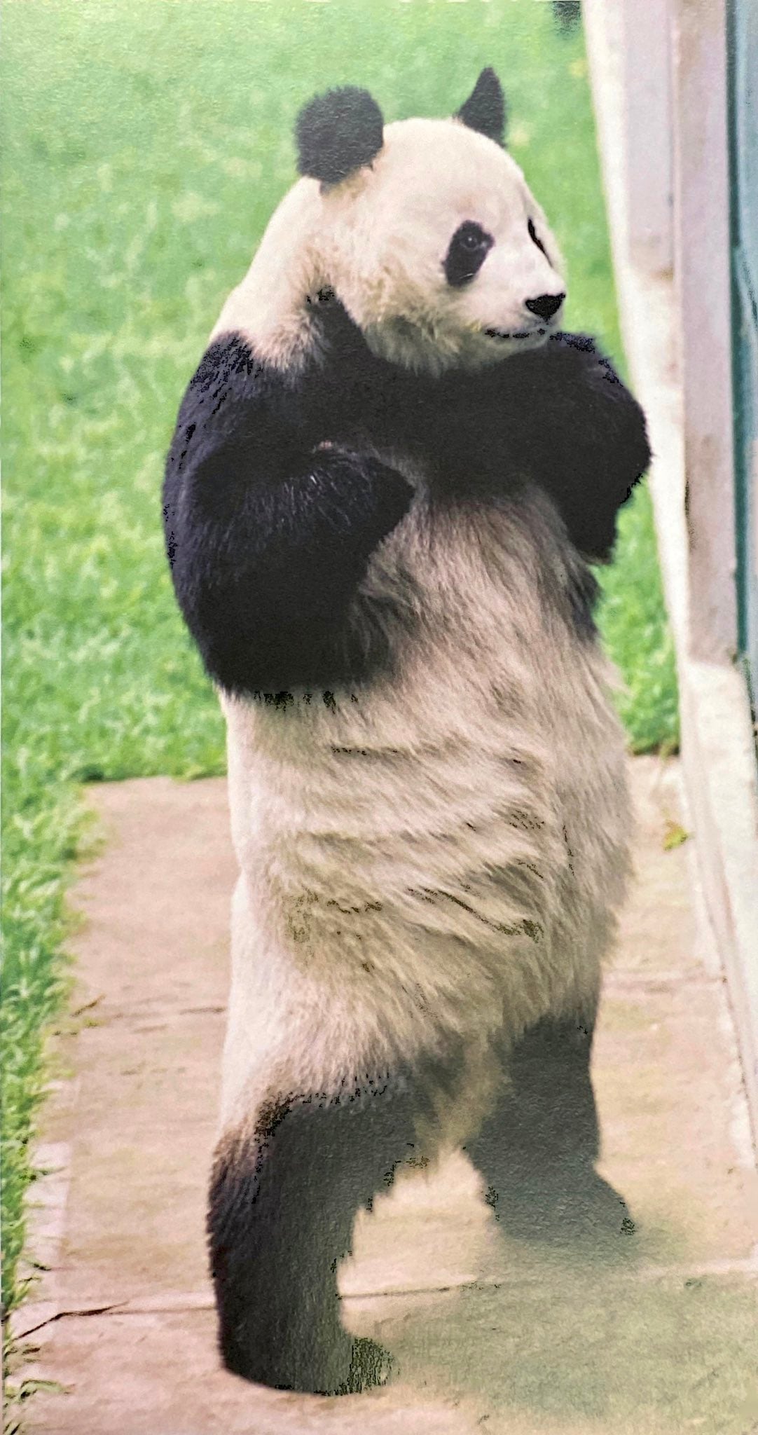 Shuan Shuan, panda gigante del Zoológico de Chapultepec