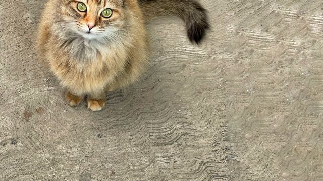 Día Internacional del Gato, beneficios