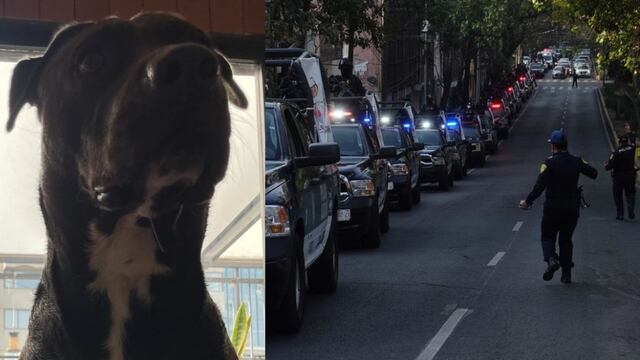 La perrita Ofelia frustró el asalto a su dueña