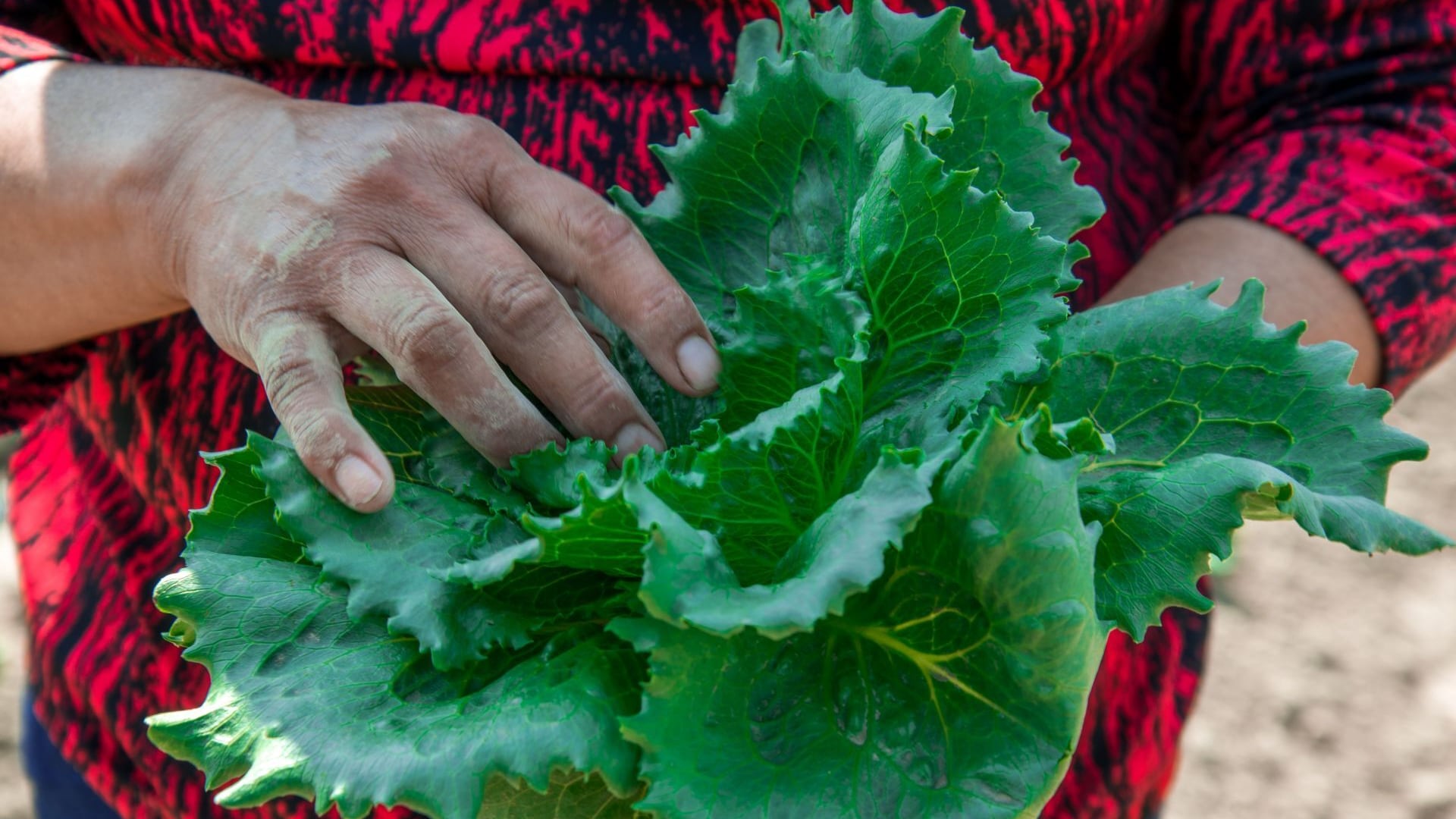 Sheinbaum deja en duda cierre definitivo de Taylor Farms en México