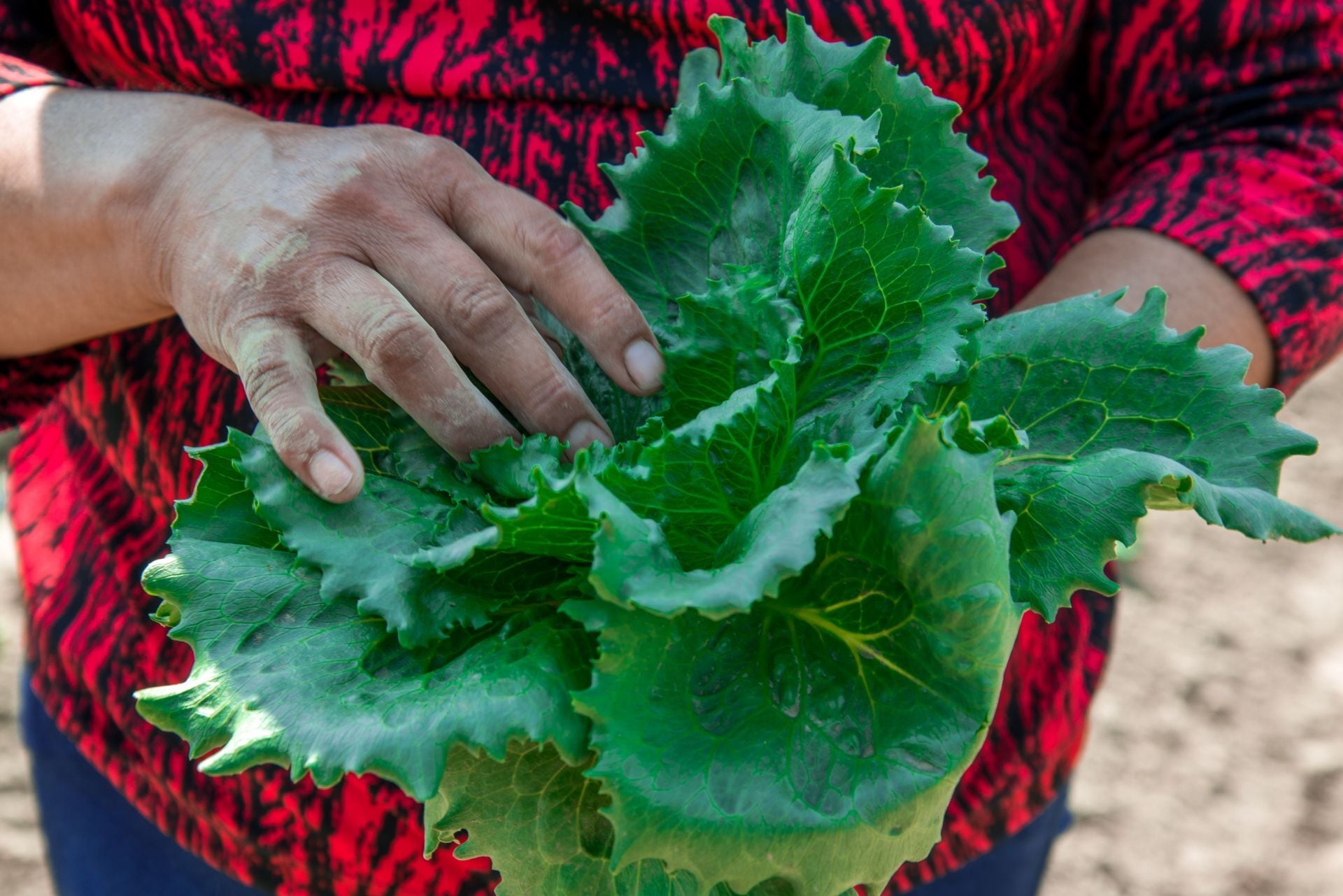 Producción de lechuga