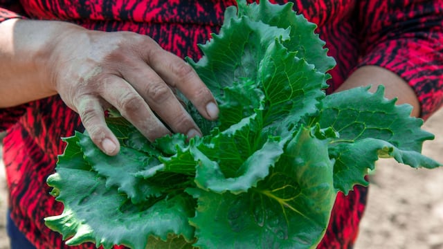 Producción de lechuga