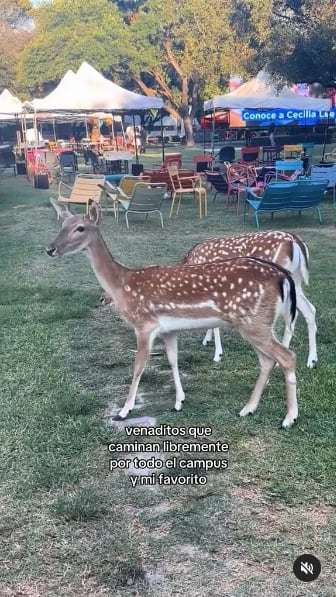 ¿Tec de Monterrey tiene cosas innecesarias? Exhiben rarezas de la escuela y varios ven detrás la mente de Javi Noble