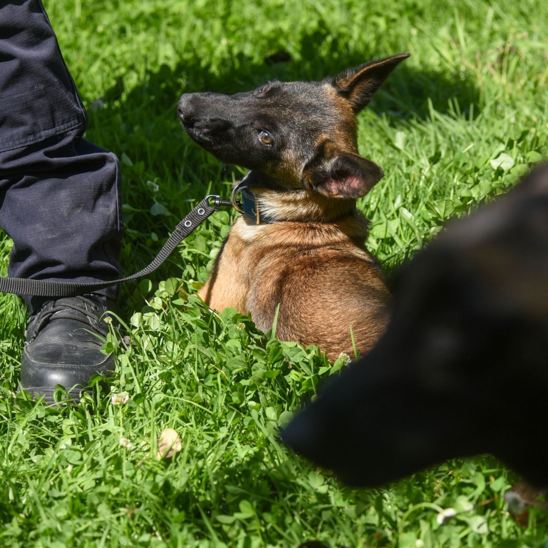 CDMX presenta binomios caninos para reforzar seguridad en el Mundial 2026