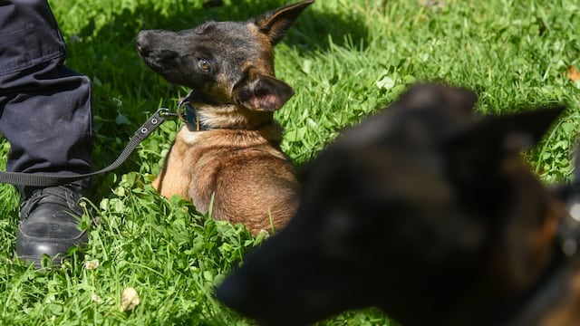 Binomios caninos se integrarán a la seguridad de la CDMX rumbo al Munidal 2026