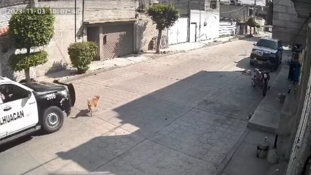Patrulla de la Policía de Chimalhuacán atropella a perro Peluche