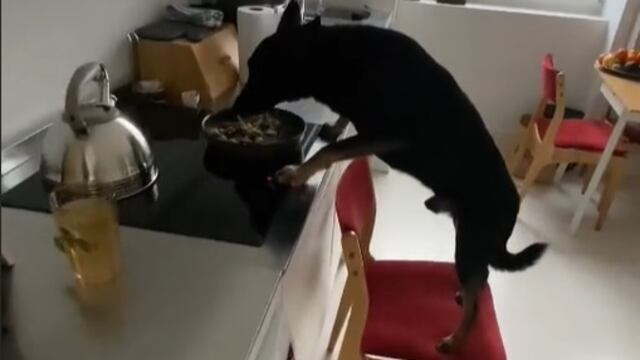 Perrito empuja una silla para alcanzar comida