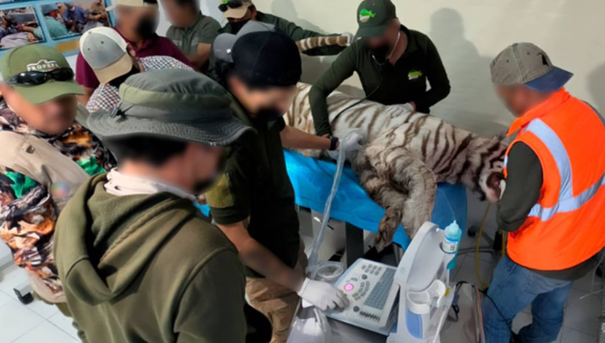 Murió Kenzo, el tigre de Bengala que escapó de un recinto privado en Tepetlaoxtoc, Estado de México
