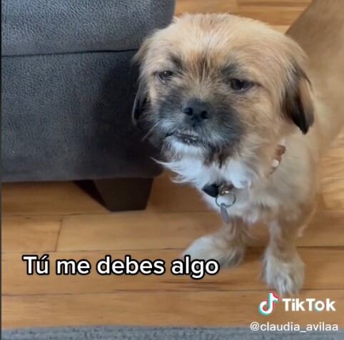 Perrito no era lo que sus dueños pensaban