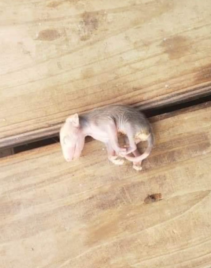 Gata adopta a zarigüeya bebé