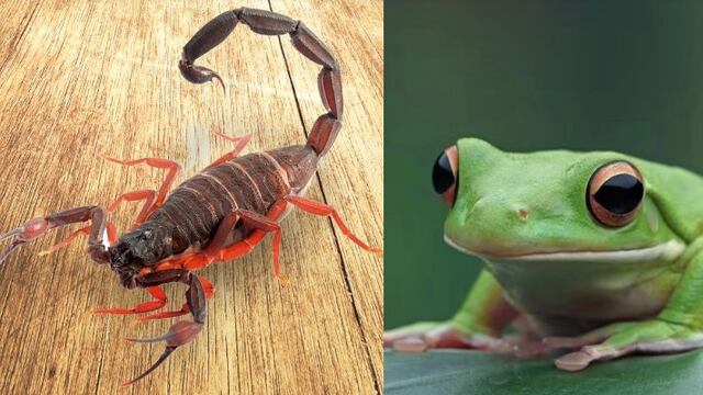 El alacrán y el sapo