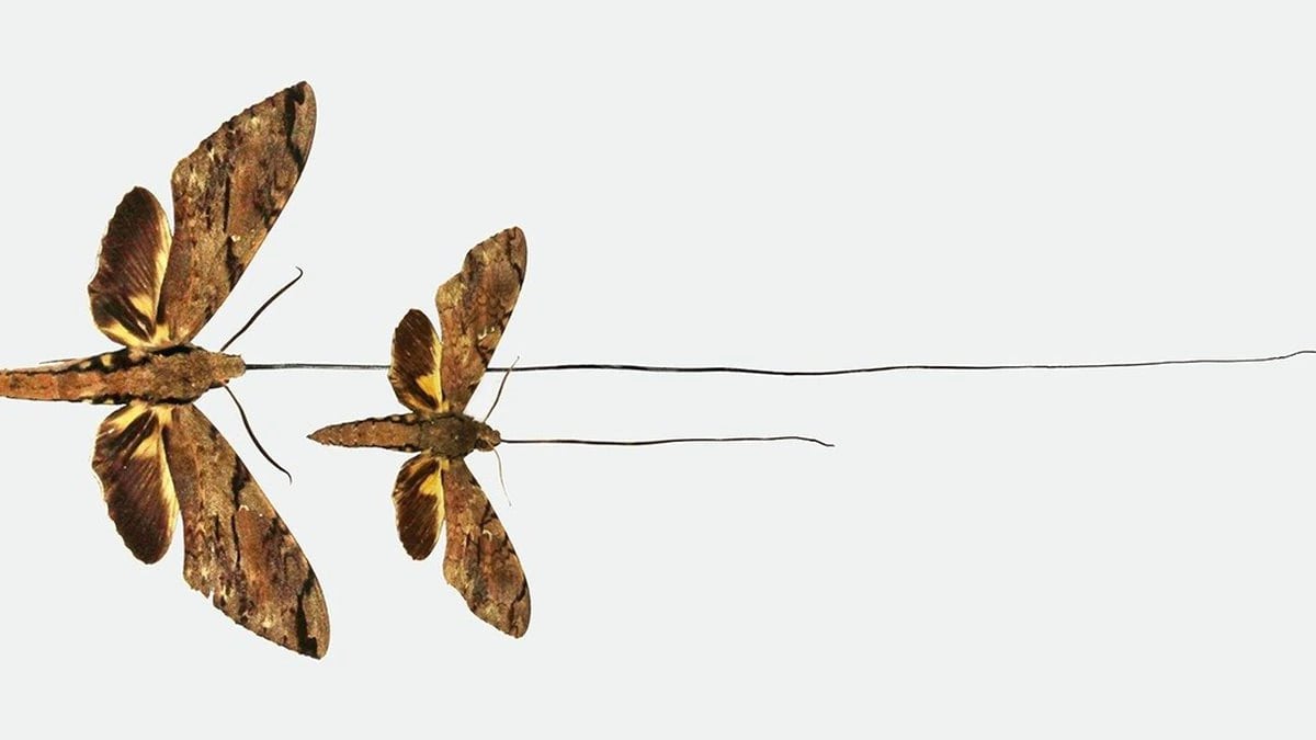 Xanthopan praedicta y Xanthopan morgani