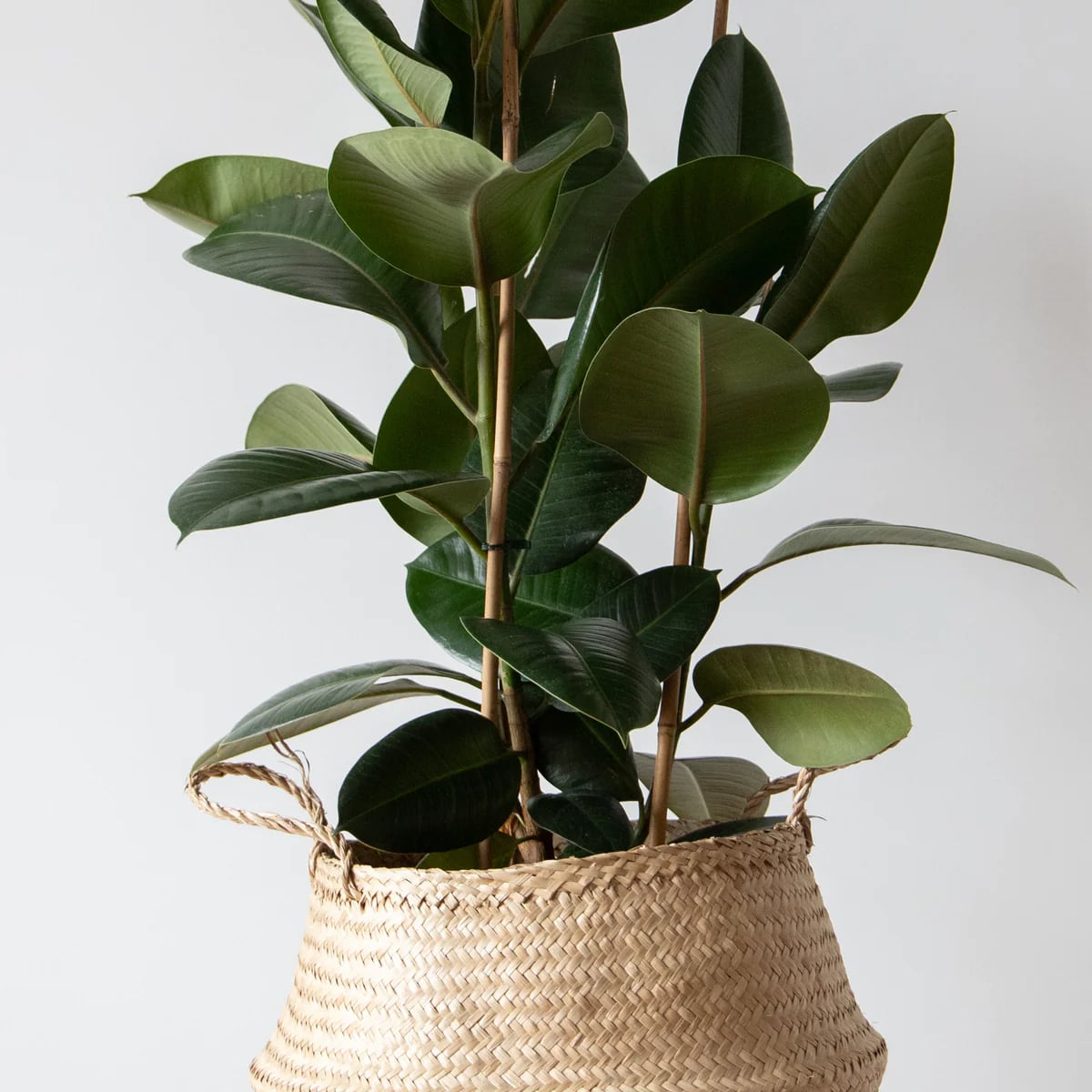 Plantas que harán que tu casa esté fresca de manera natural