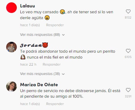 Reacciones al perrito que empuja a su dueño en silla de ruedas