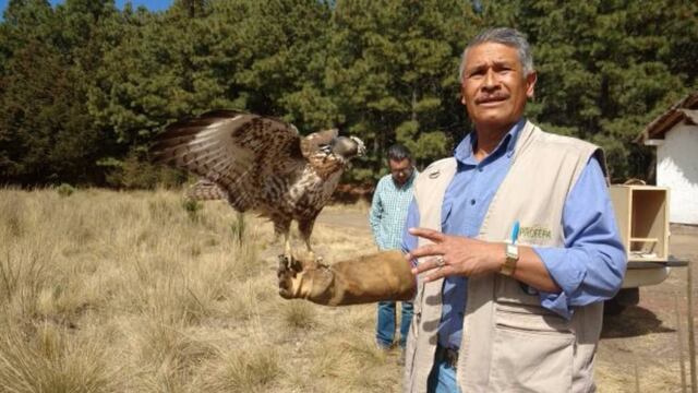Animales silvestres rescatados por Profepa