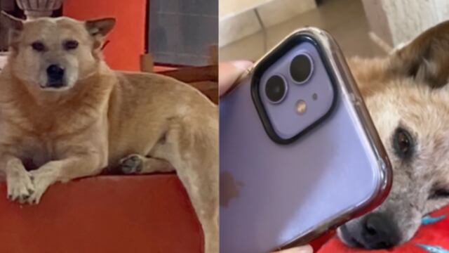 Perrito de TikTok se despide de su dueño por videollamada