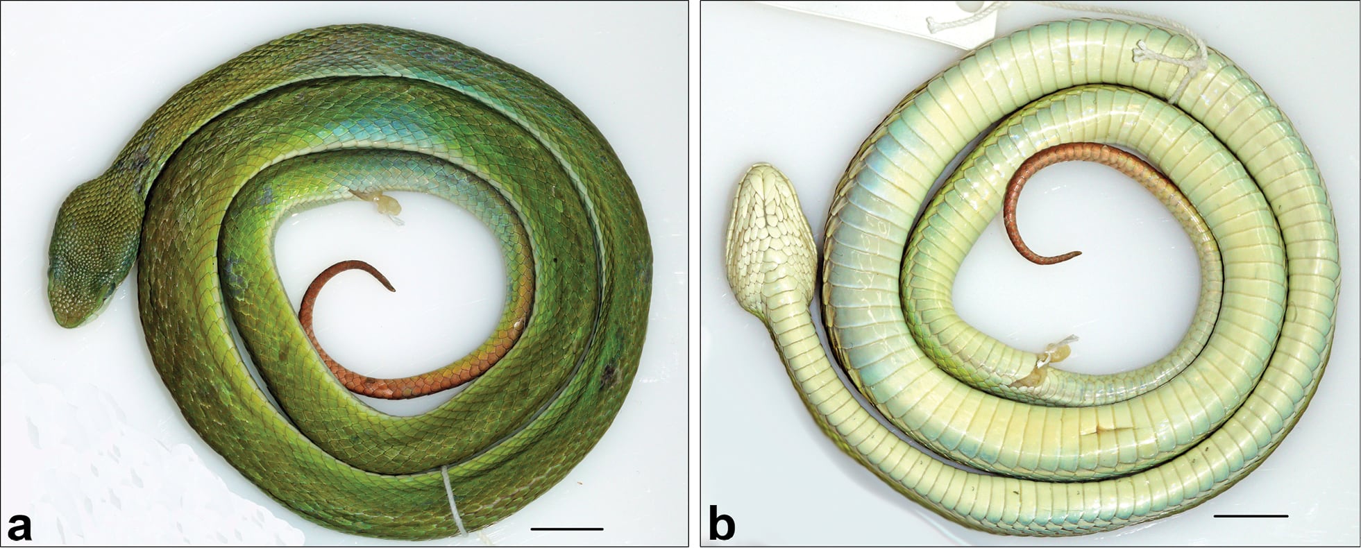 Salazar's pit viper