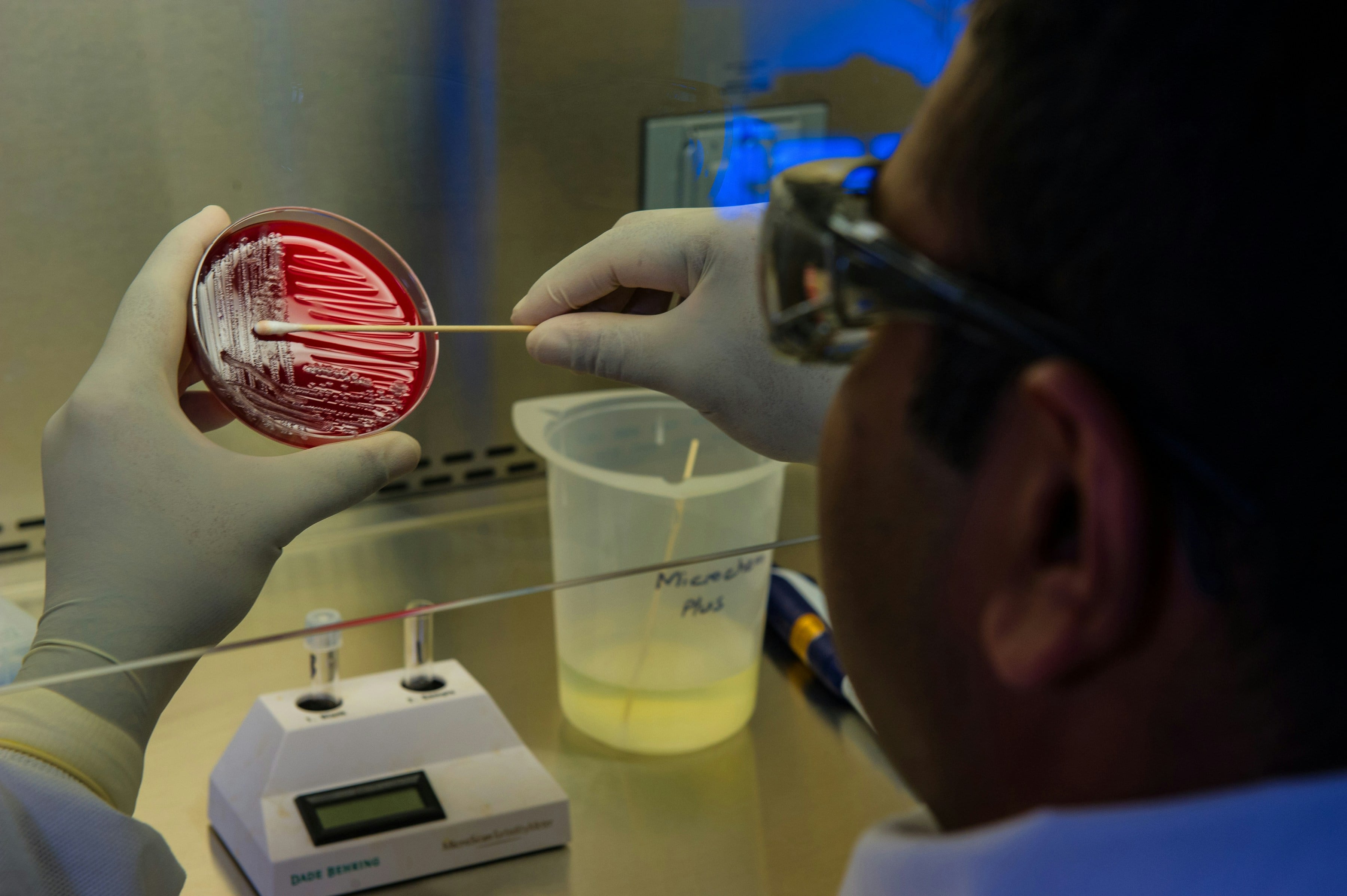 Bacteria