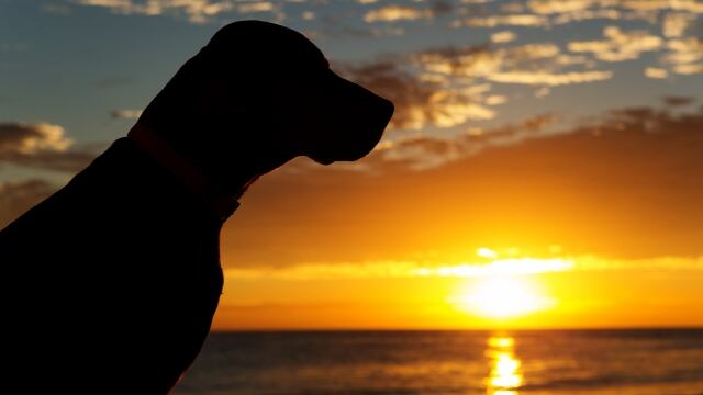 ¿Hachiko de Perú? Vaguito lleva esperando en la playa a su dueño muerto