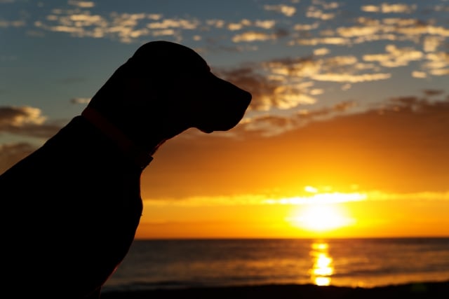 ¿Hachiko de Perú? Vaguito lleva esperando en la playa a su dueño muerto