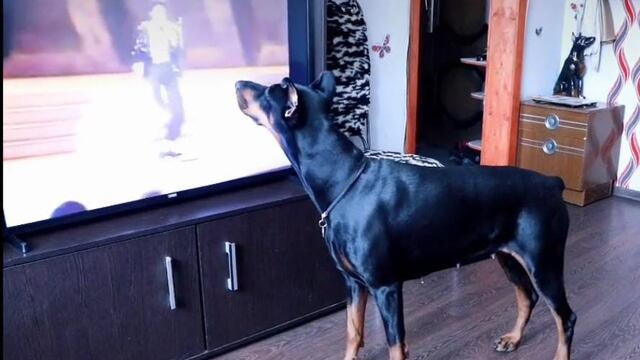 Perro Dóberman baila "Billie Jean"