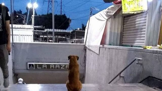 Historia de Hachiko mexicano en el metro la raza