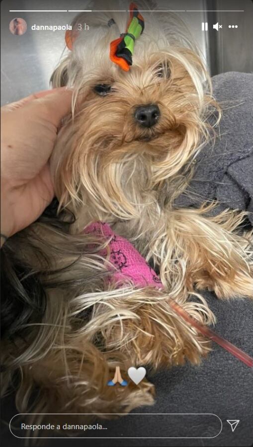 Danna Paola feliz de que su perrita está bien