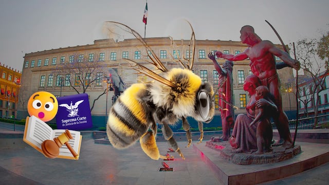 SCJN podría determinar que abejas son sujetos de derechos