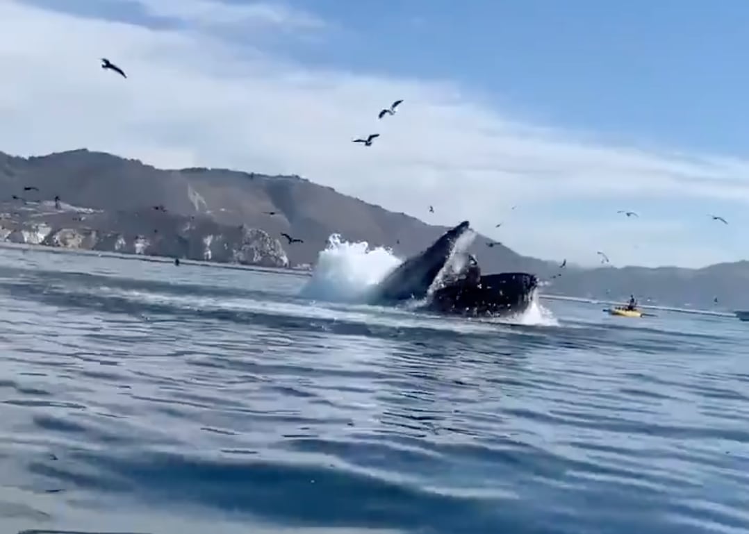 Ballena casi se come a dos turistas