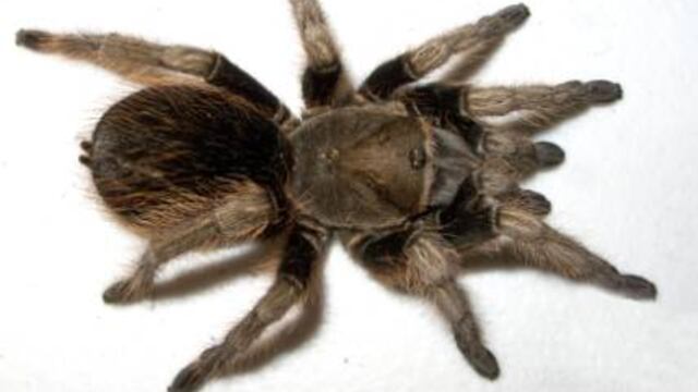 Encuentran especímenes de Tarántulas en Guerrero que se creían extintas desde hace 200 años