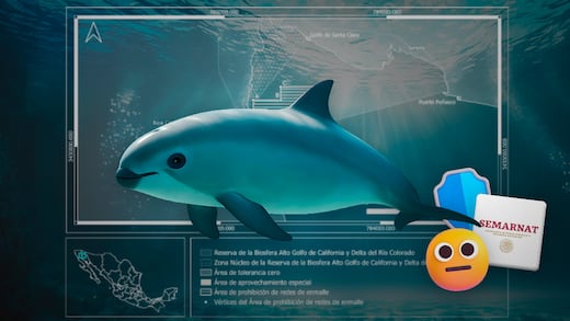 Semarnat reafirma protección de la vaquita marina tras reducir 86% el polígono