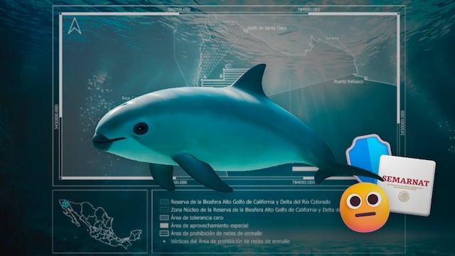Semarnat reafirma protección de la vaquita marina tras reducir 86% el polígono