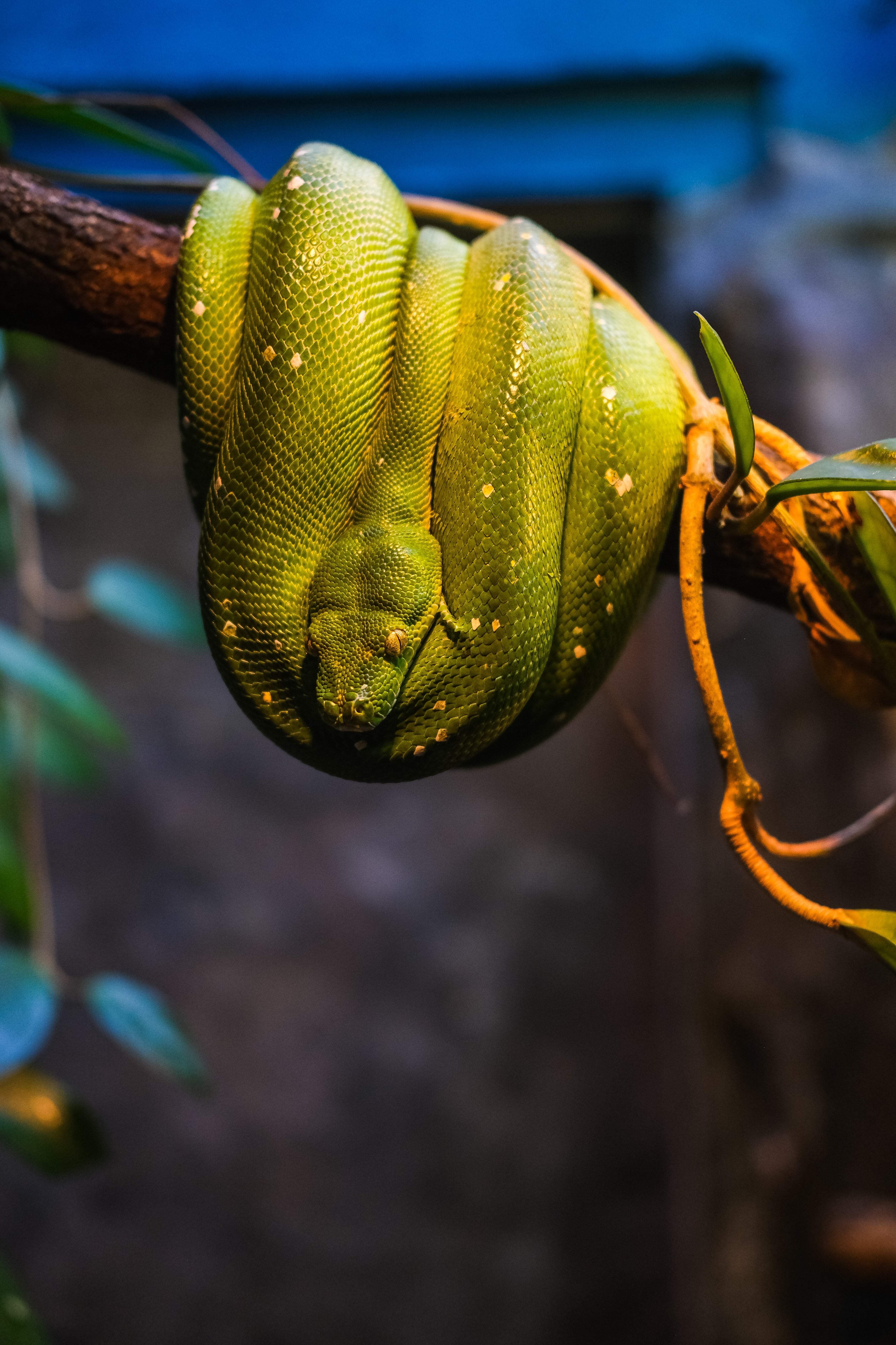 Serpiente pitón