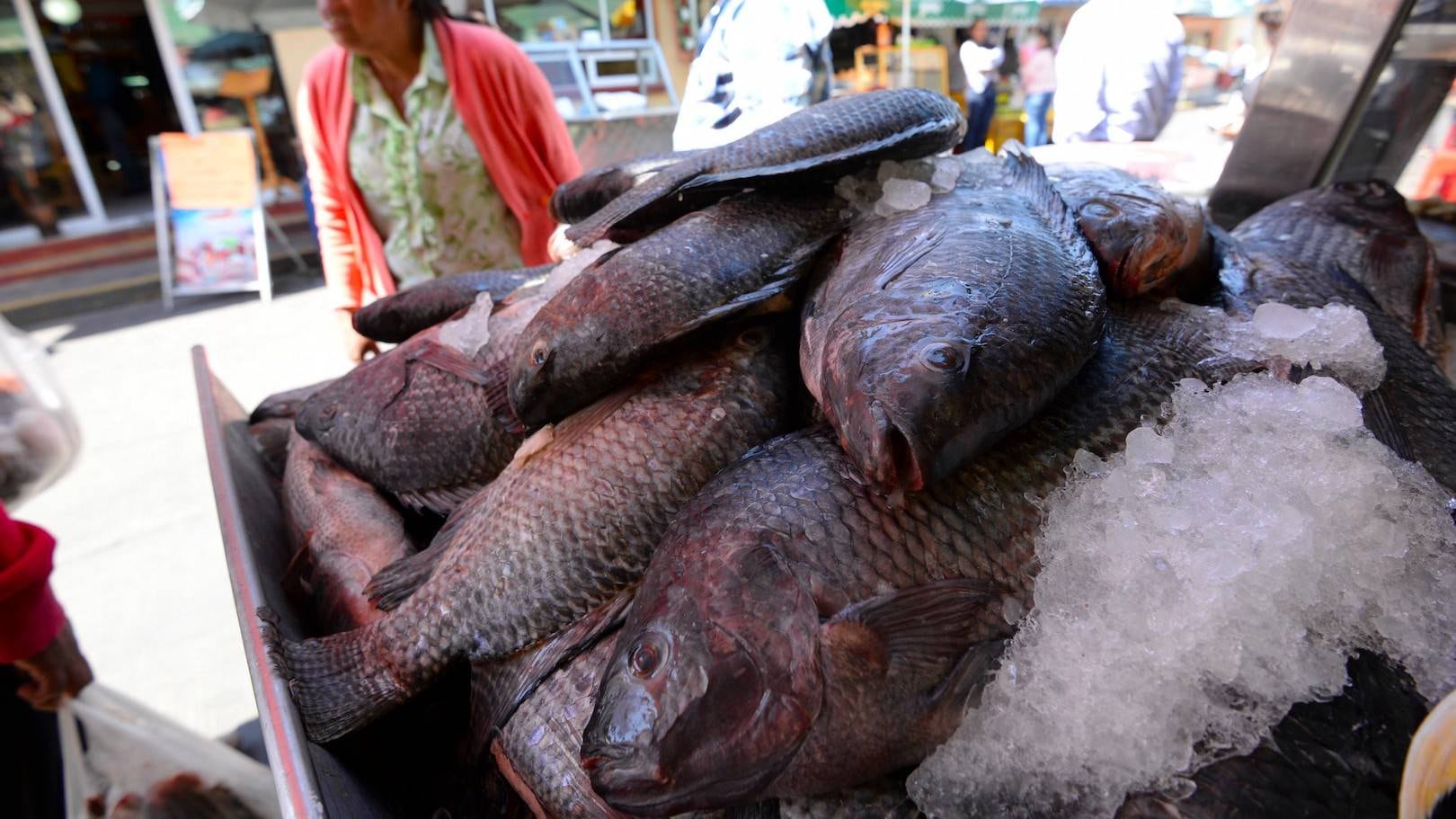 Consumo de pescado crudo. Advertencias.