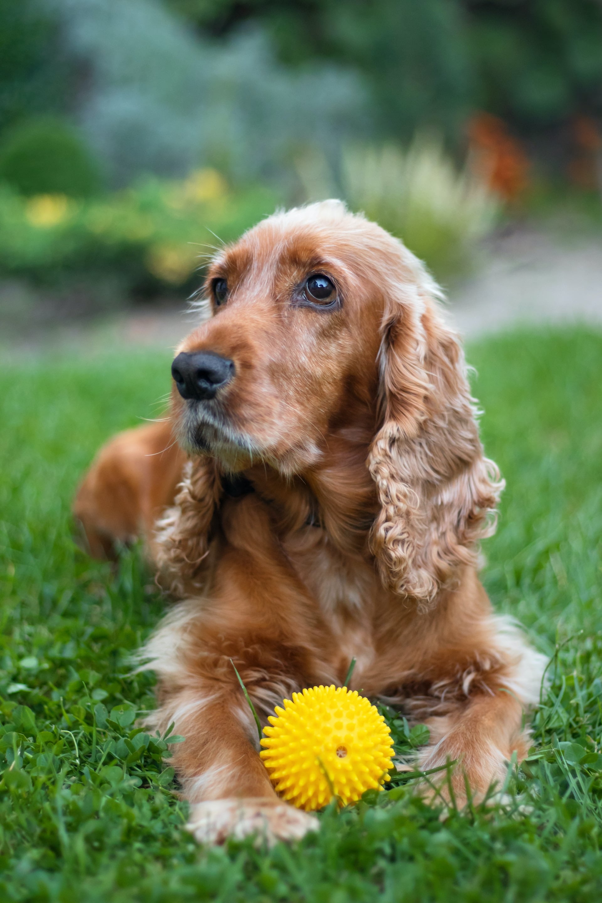 Cocker Spaniel