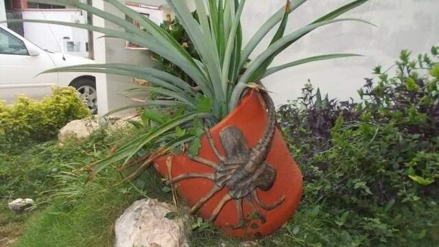 El ‘aguijón pica jopo’ en realidad es el 'facehugger' de la película Alien