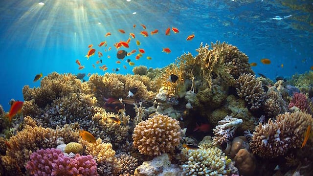 Arrecife de Alacranes: Precio y cómo llegar al lugar en México que Google reconoció en el Día de la Tierra